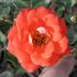 Loveglo ™ rose photo
