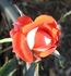 Loveglo ™ rose photo