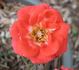 Loveglo ™ rose photo
