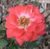 Loveglo ™ rose photo