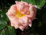 1-72-1DLFED4 rose photo