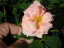 1-72-1DLFED4 rose photo