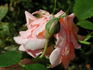1-72-1DLFED4 rose photo