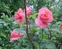 Acapulco Sunset rose photo
