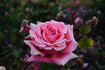 Dean Collins rose photo