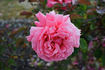 Dean Collins rose photo