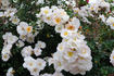 Loyal Friend rose photo