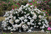 Loyal Friend rose photo