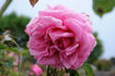 Miss Rowena Thom rose photo