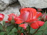 Torch of Liberty rose photo