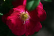 Arnold rose photo