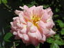1-72-1DLFED4 rose photo