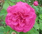 Brennus rose photo