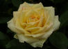 Caledonia™ rose photo