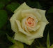 Marie Jeannette rose photo