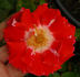 Sue Lawley rose photo