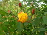 Goldener Olymp rose photo