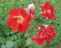 Topsy Turvy ™ rose photo