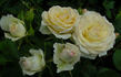 Caledonia™ rose photo