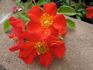 Diablo rose photo