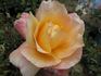 Jema rose photo