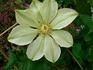C. 'Moonlight' clematis photo