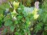 Moonlight clematis photo