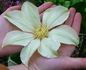 Moonlight clematis photo