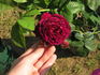 Duc de Cazes rose photo