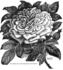 Clara Barton rose photo