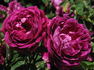 Duc de Cazes rose photo