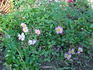 Green Snake rose photo