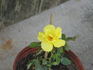 Rosarian Gregg Lowery rose photo