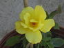 Rosarian Gregg Lowery rose photo