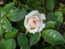 Amy Grant rose photo