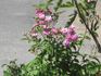 Petite Marcelle rose photo