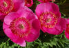 <i>P. officinalis</i> 'Anemoniflora Rosea' peony photo