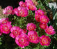 <i>P. officinalis</i> 'Anemoniflora Rosea' peony photo