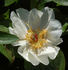 Archangel peony photo