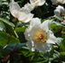 Archangel peony photo