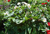 Archangel peony photo