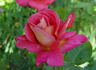 Elsie Melton rose photo