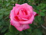 Enchanted rose photo