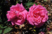 Ballet ® rose photo