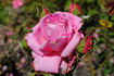 Miss Rowena Thom rose photo