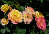 Iced Tea rose photo