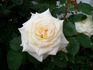 The Finest rose photo