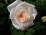 The Finest rose photo