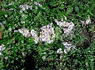Green Snake rose photo