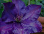 Edomurasaki clematis photo
